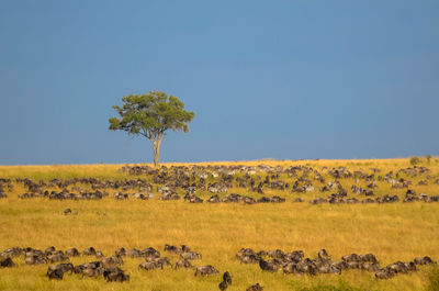 Scenic view of landscape against sky