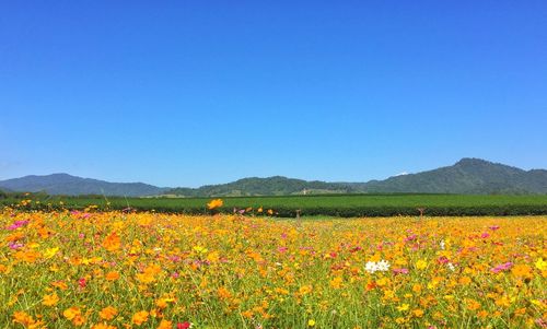 Scenic view of flowers growing in field against clear blue sky