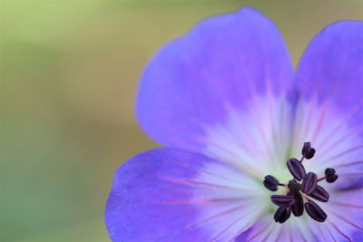 Close-up of purple flowering plant