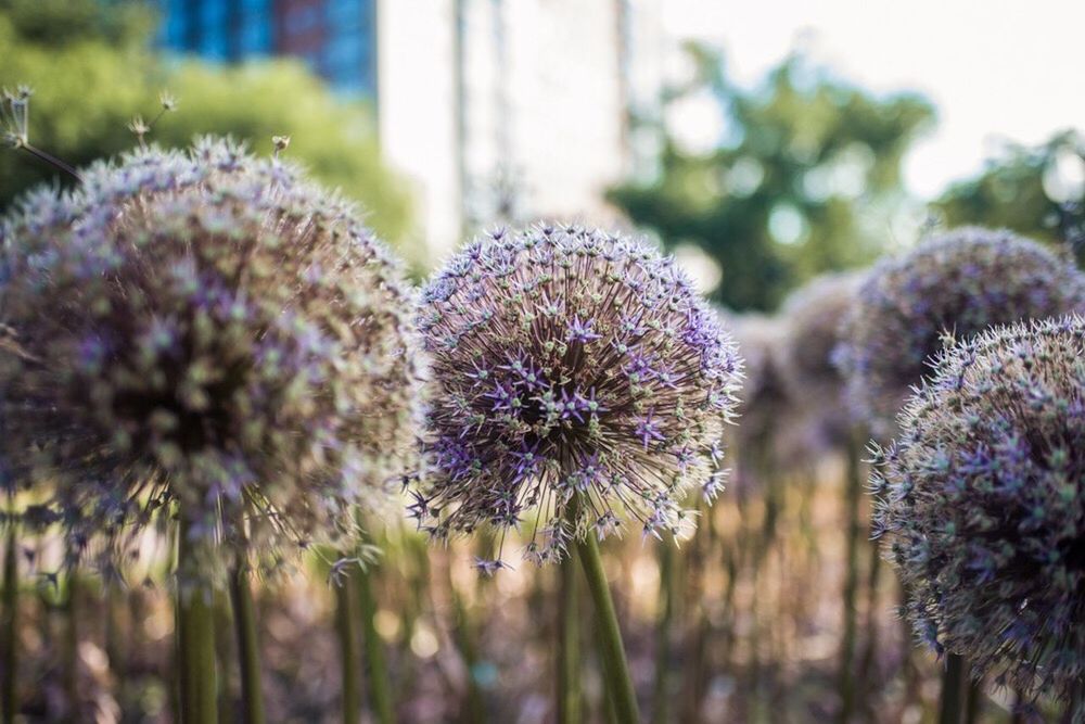 flower, purple, nature, growth, plant, beauty in nature, fragility, focus on foreground, day, no people, freshness, outdoors, flower head, close-up, blooming