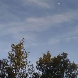 Low angle view of trees against blue sky