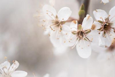 Close-up of white cherry blossom tree