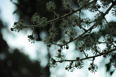 Close-up of bee on branch against tree