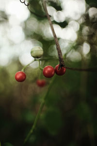 Close-up of berries growing on tree