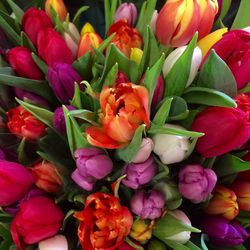 Full frame of red tulips