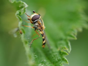 Close-up of insect on leaf