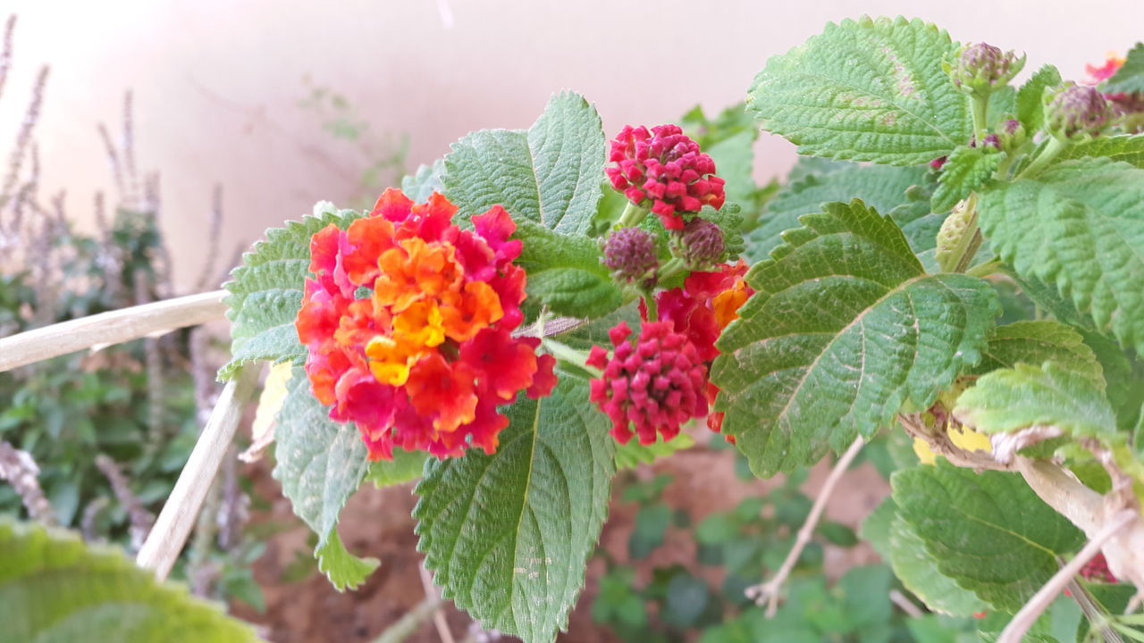 flower, freshness, growth, leaf, fragility, petal, focus on foreground, plant, beauty in nature, close-up, flower head, nature, blooming, red, day, in bloom, green color, botany, outdoors, bud