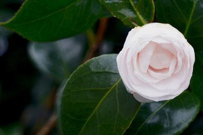 Close-up of rose