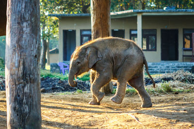 Elephant calf walking on field