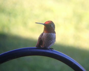 Close-up of an animal