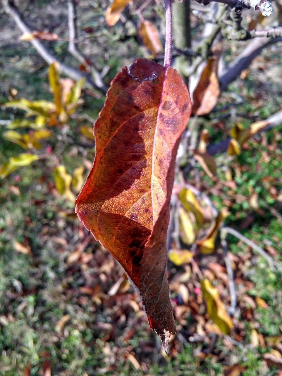 CLOSE-UP OF AUTUMN LEAF AGAINST TREES