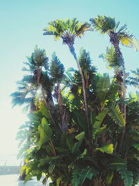 Low angle view of coconut palm tree against sky