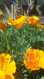 Close-up of yellow flowers