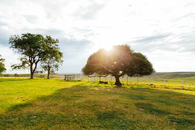 Trees on field against sky