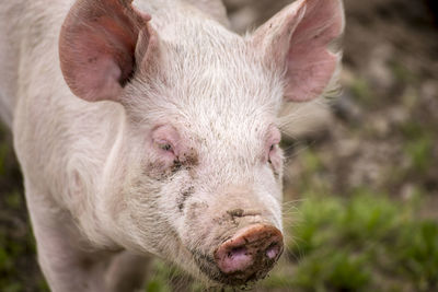 Close-up portrait of sheep