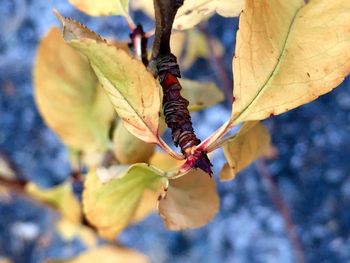 Close-up of leaves on branch