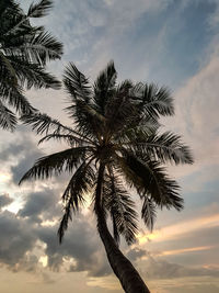 Low angle view of palm tree against sky