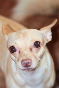Close-up portrait of chihuahua