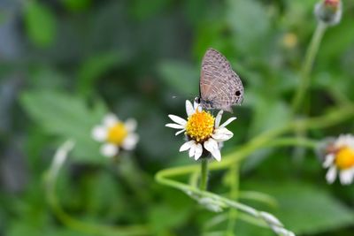 Close-up of butterfly on flower