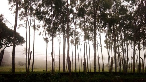 Trees on landscape against sky