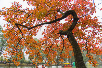 Low angle view of trees against sky during autumn