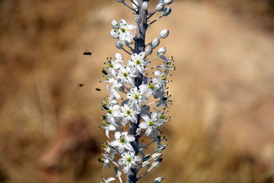 Close-up of white flowering plant