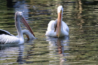 Birds swimming in lake