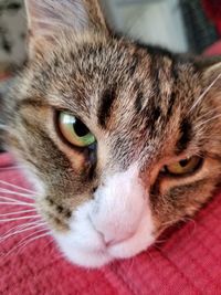 Close-up portrait of a cat