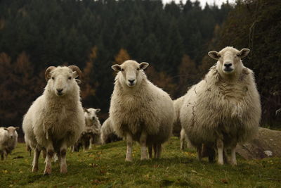 Portrait of sheep on field