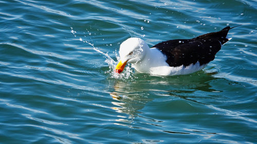 High angle view of ducks swimming in lake