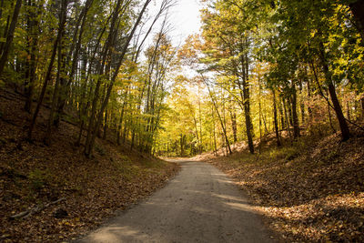 Dirt road amidst trees in forest