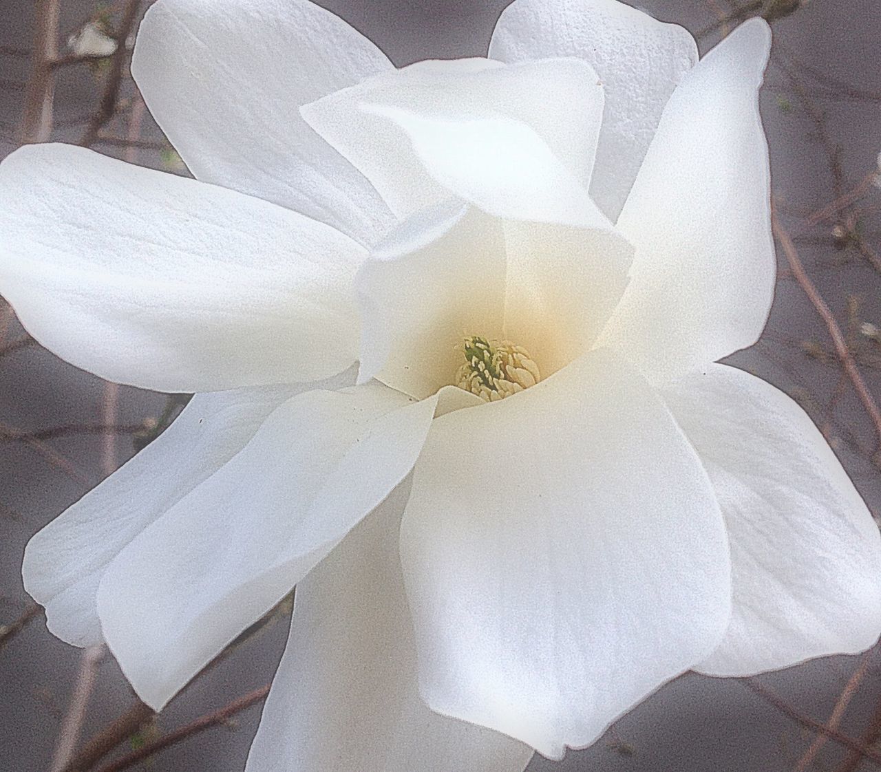 flower, petal, flower head, fragility, freshness, beauty in nature, white color, growth, single flower, close-up, blooming, nature, plant, in bloom, high angle view, white, pollen, no people, stamen, day