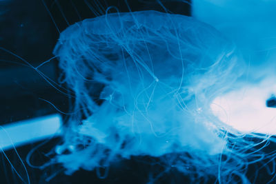 Close-up of jellyfish