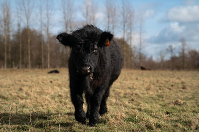 Black galloway calf in pasture with clouds and grass.