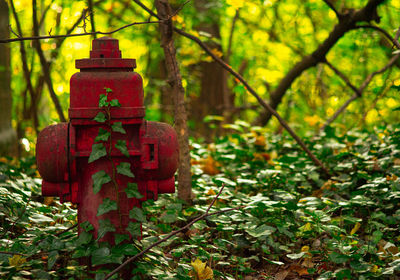 Close-up of fire hydrant in the forest