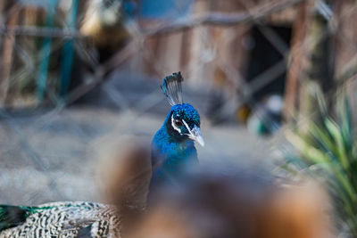 Close-up of a peacock