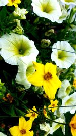 Close-up of yellow flower