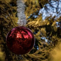 Close-up of christmas tree