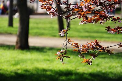 Close-up of tree in park