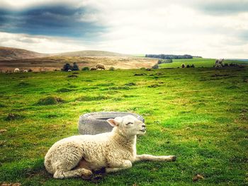 Sheep in a field