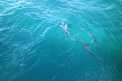 High angle view of turtle in sea