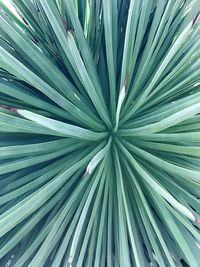 Full frame shot of plant