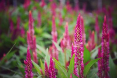 Close-up of pink flowers