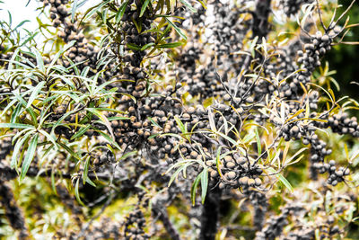 Close-up of lichen growing on field