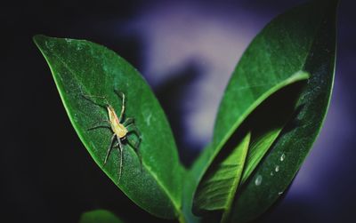 Close-up of insect on leaf