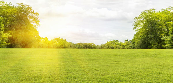 Scenic view of trees on field against sky