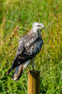 Close-up of bird perching on wooden post