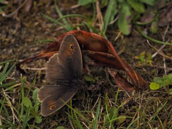 Close-up of butterfly on field