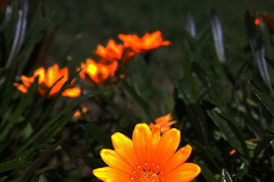 Close-up of yellow flower