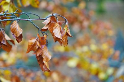 Close-up of dry leaves against blurred background